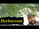 Herbaceous